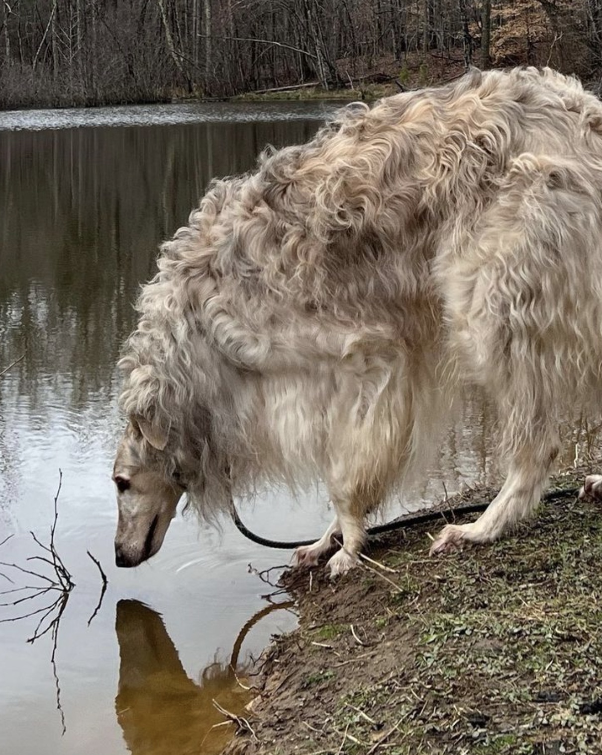 borzoi